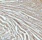 Anti-UQCRFS1 Rabbit Monoclonal Antibody